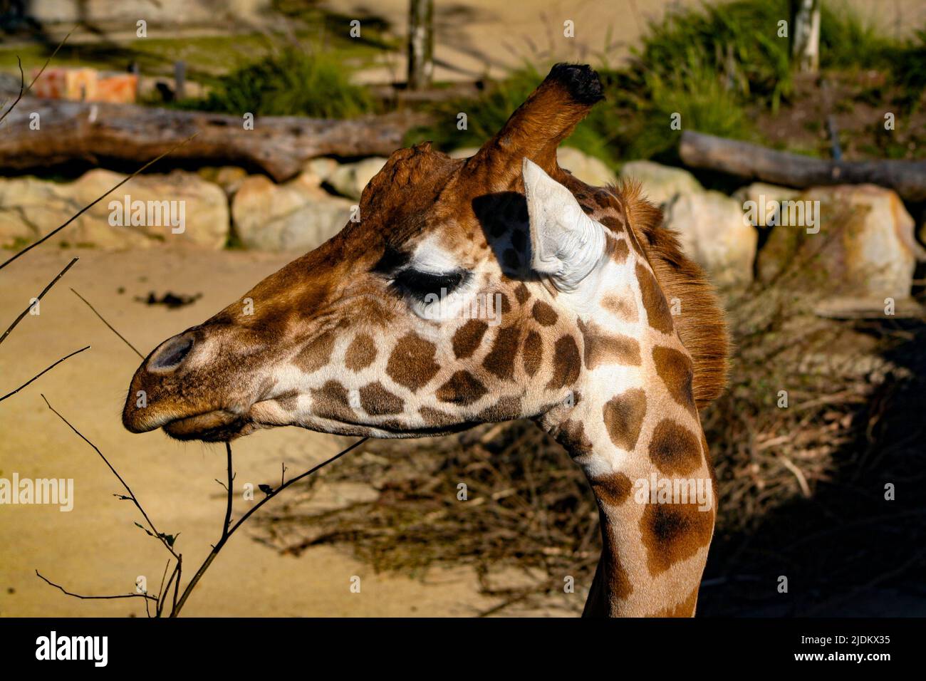 Giraffe looking left in the sun Stock Photo