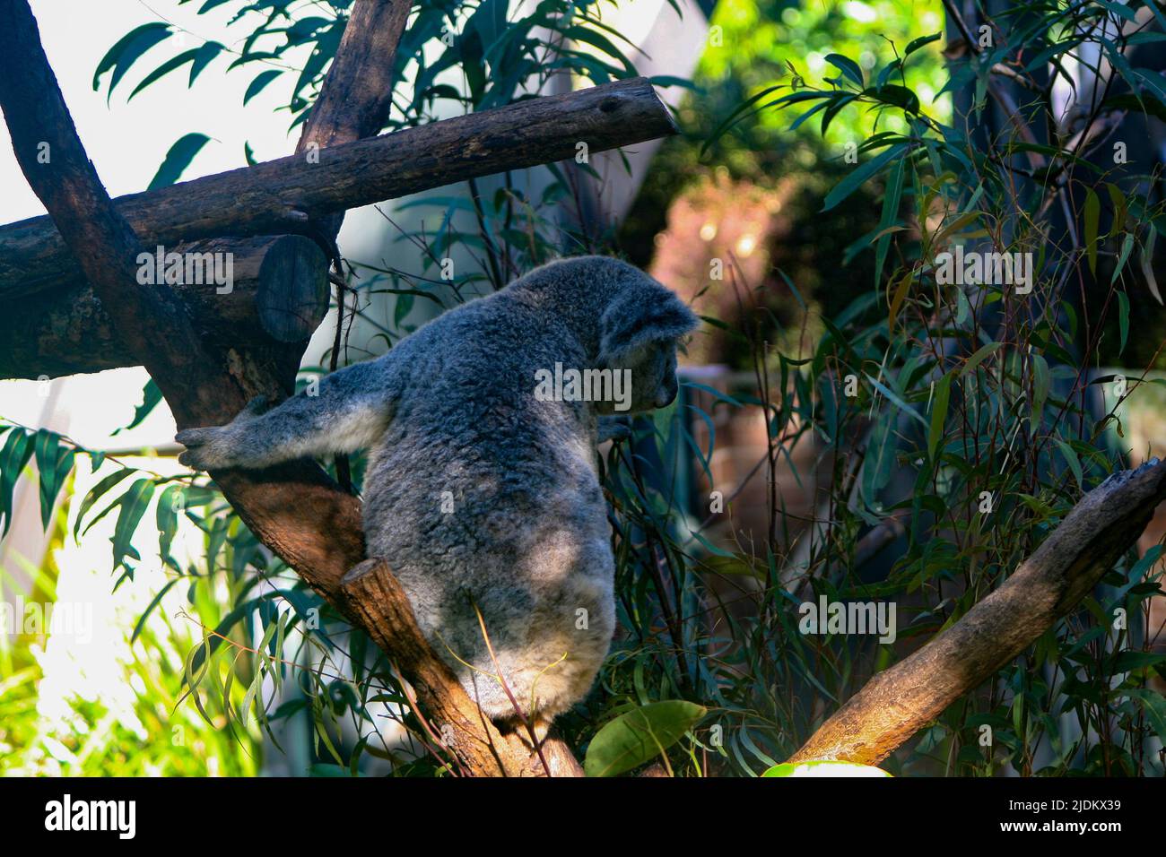 Awake Koala climbing a tree Stock Photo