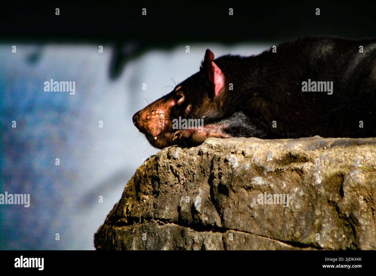 Tasmanian Devil Resting in the sun Stock Photo