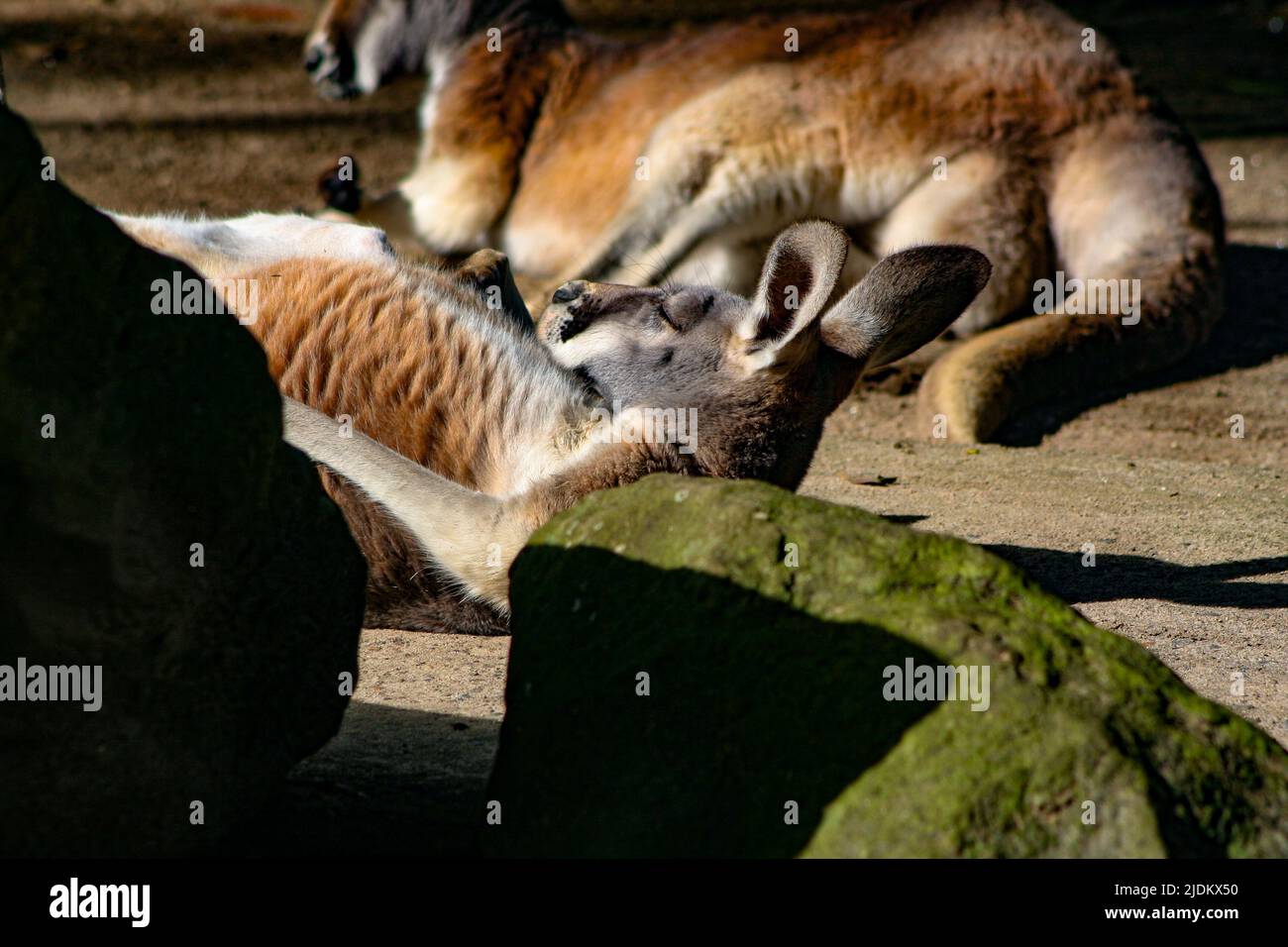 Kangaroo Sleeping on its back in the sun Stock Photo