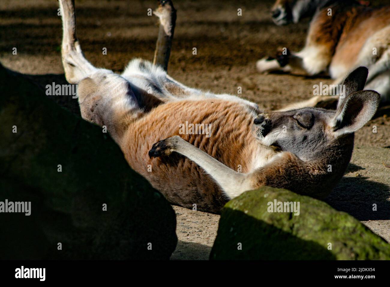 Kangaroo Sleeping on its back in the sun Stock Photo