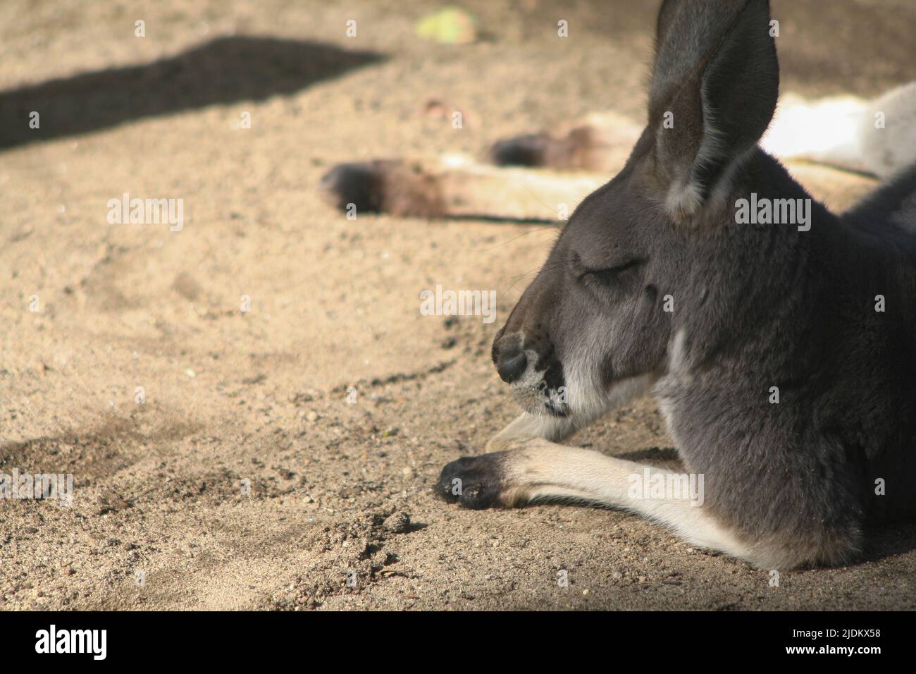 Kangaroo Sleeping in the sun Stock Photo