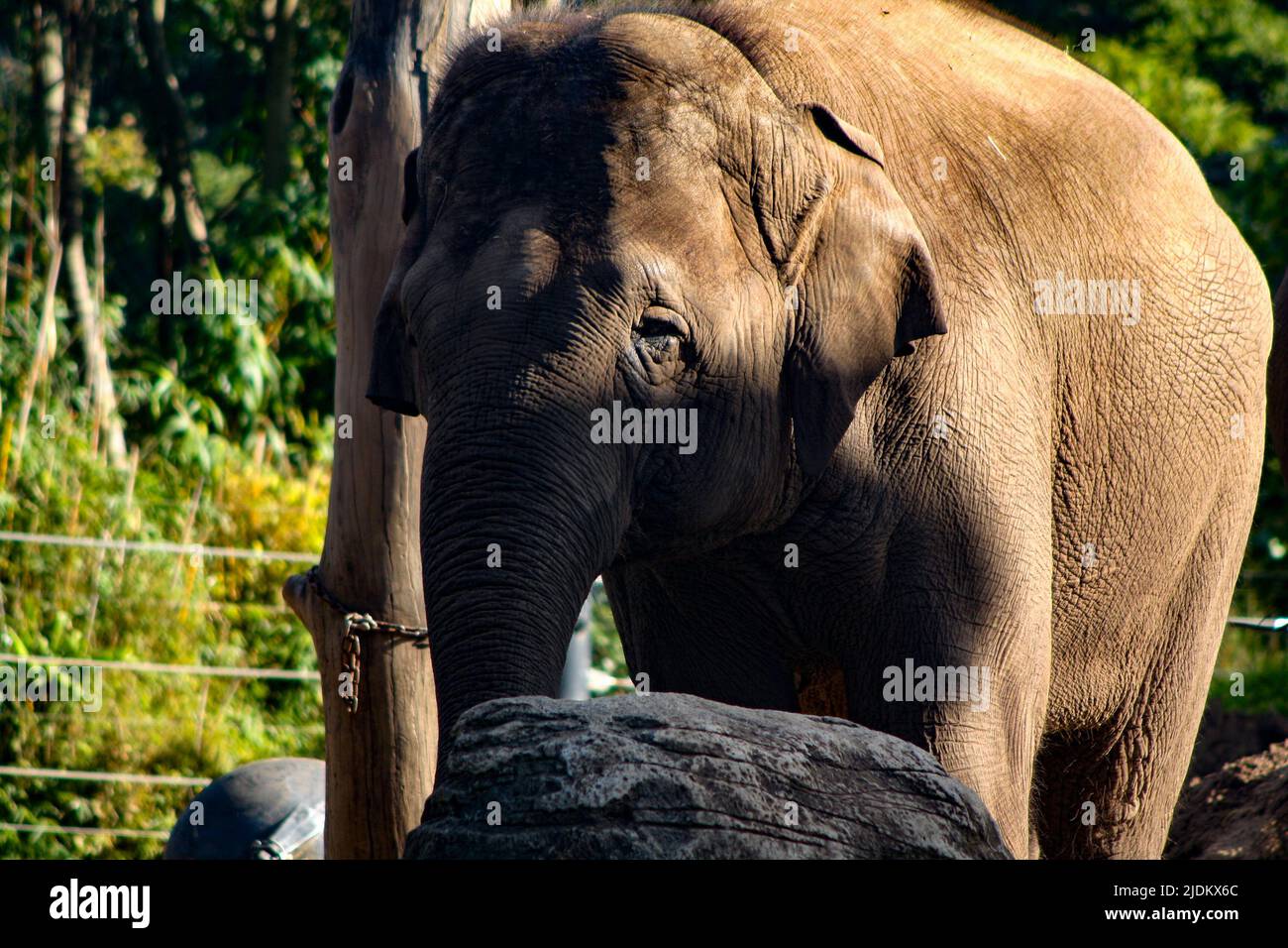 Elephant standing next to rock in the shade Stock Photo