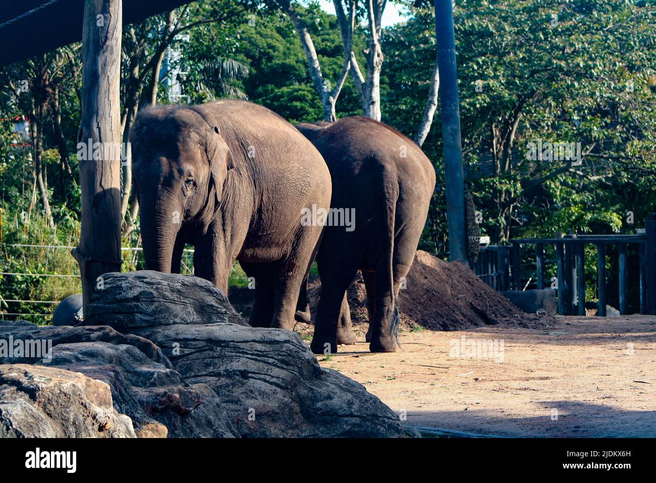 Two elephants standing together next to some rocks Stock Photo
