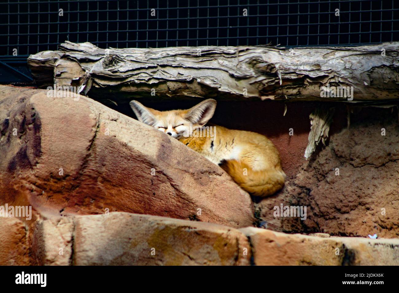 Fennic fox sleeping on a rock in the sun Stock Photo