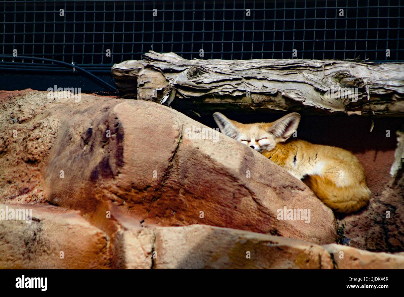 Fennic fox sleeping on a rock in the sun Stock Photo