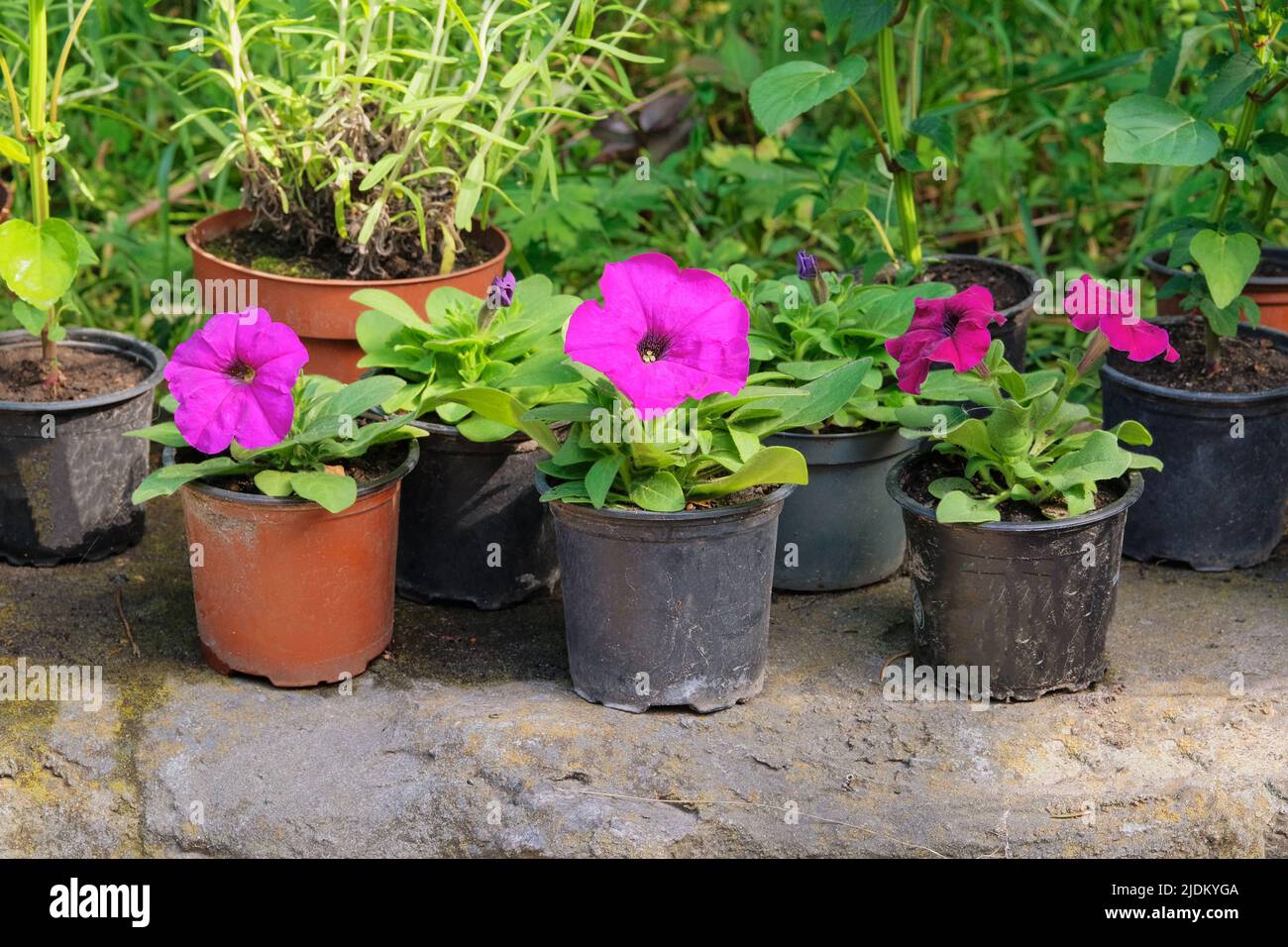 Decorative Petunia and other plants are for sale. Blooming flowers in local market for decorating the local area. Garden shop with flowers. Stock Photo