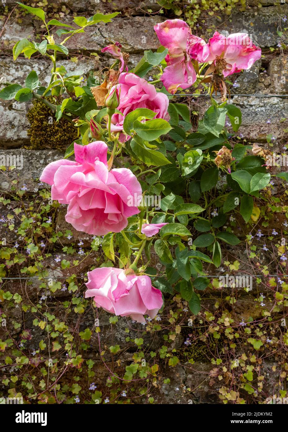 Stages of bloom in a climbing rose, Temple Sowerby, Cumbria, UK Stock Photo