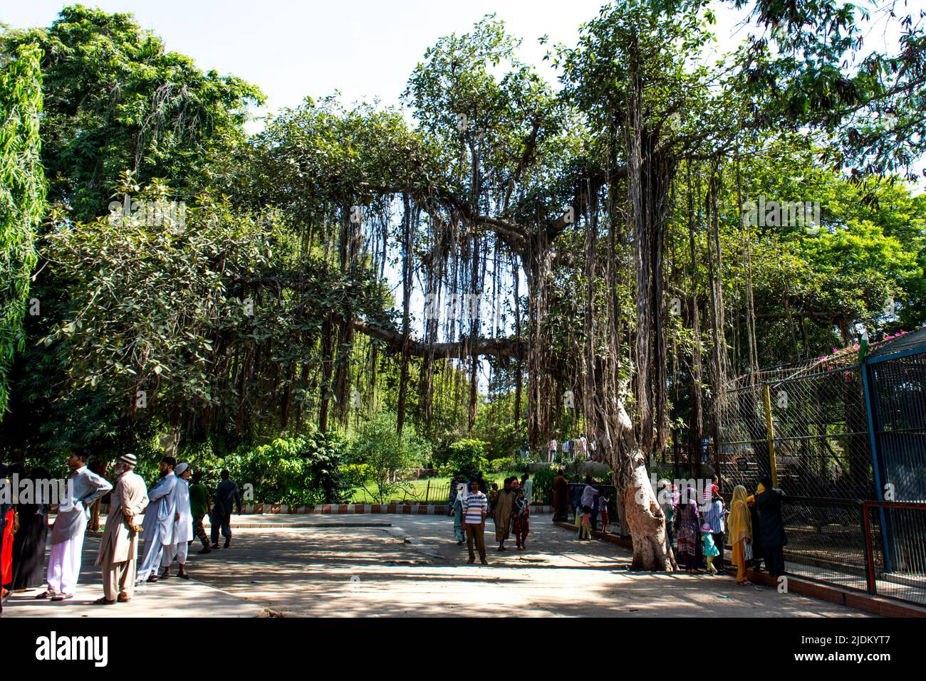 Scenic view of tree at the Karachi zoo (Gandhi Garden Stock Photo Alamy
