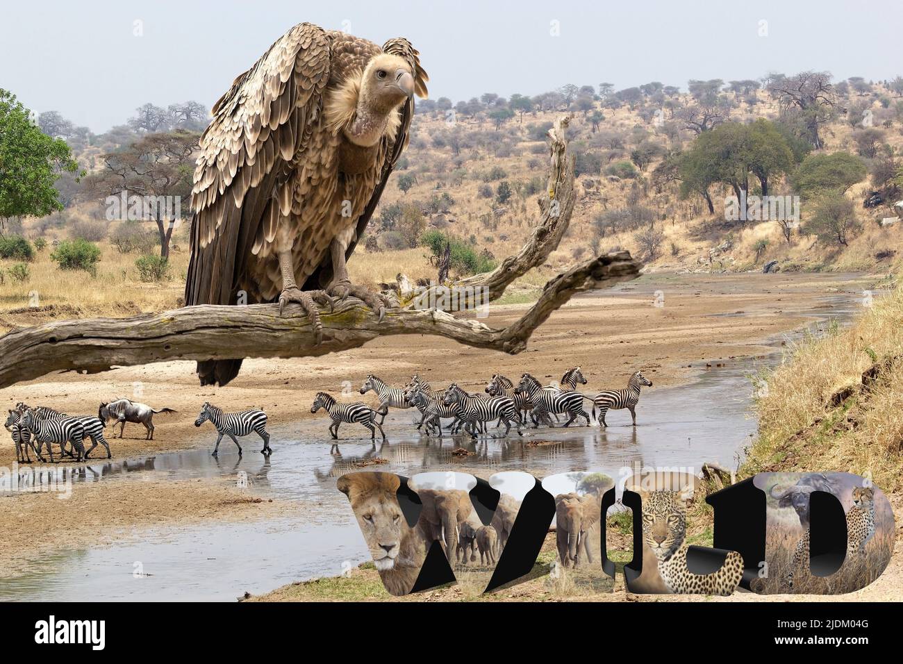 AFRICAN RIVER WILDLIFE CAMERA visual data 8