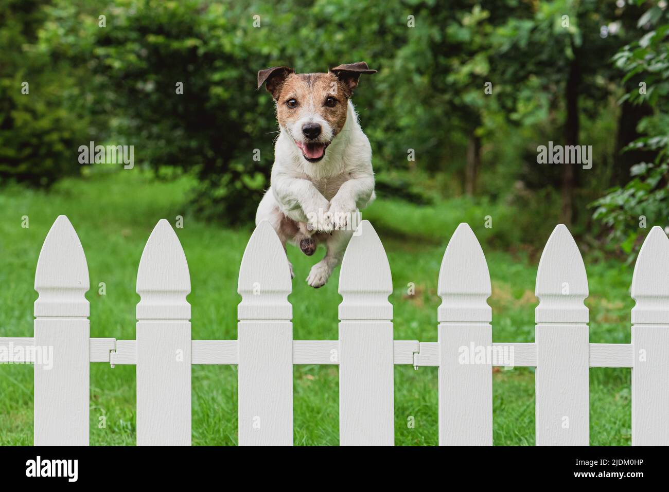 Cute happy dog jumping over fence of back yard to greet owner Stock Photo
