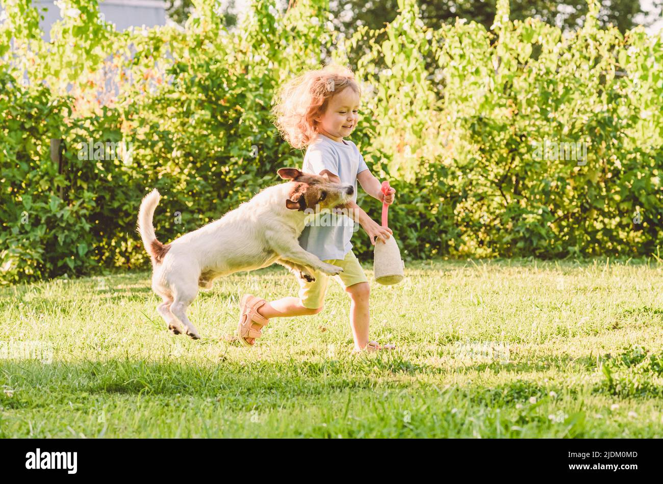 Domestic dog accidentally biting little girl's arm during game at backyard lawn Stock Photo