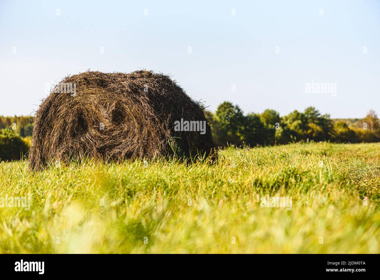 Calm rustic scene with haystack in summer field on sunny bright day Stock Photo