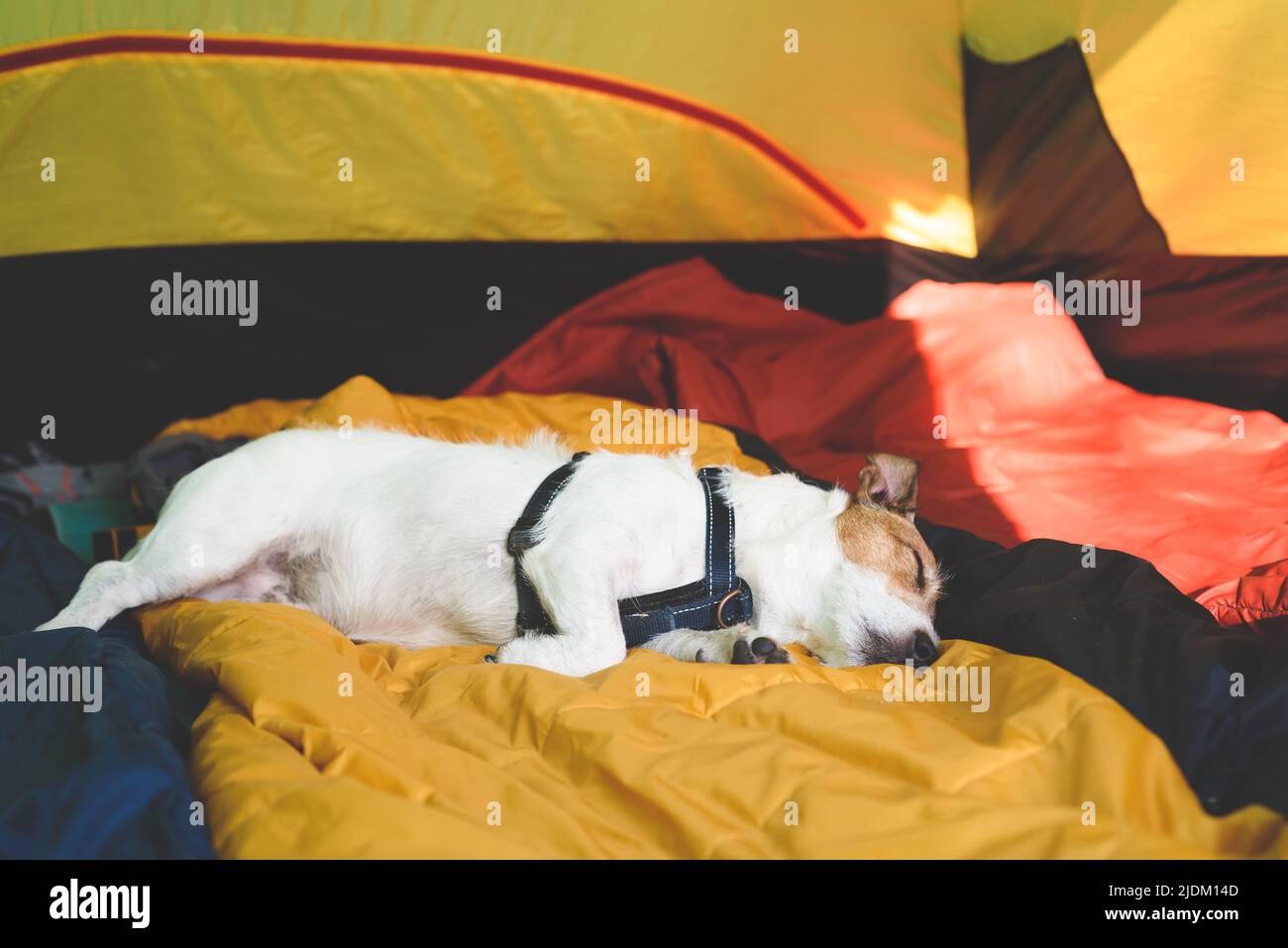 Lazy dog sleeping in camping tent all morning long Stock Photo