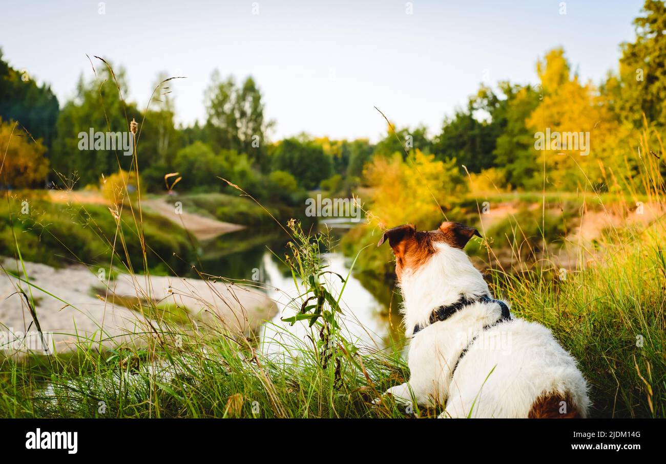 Dog watching beautiful landscape view from high river bank Stock Photo