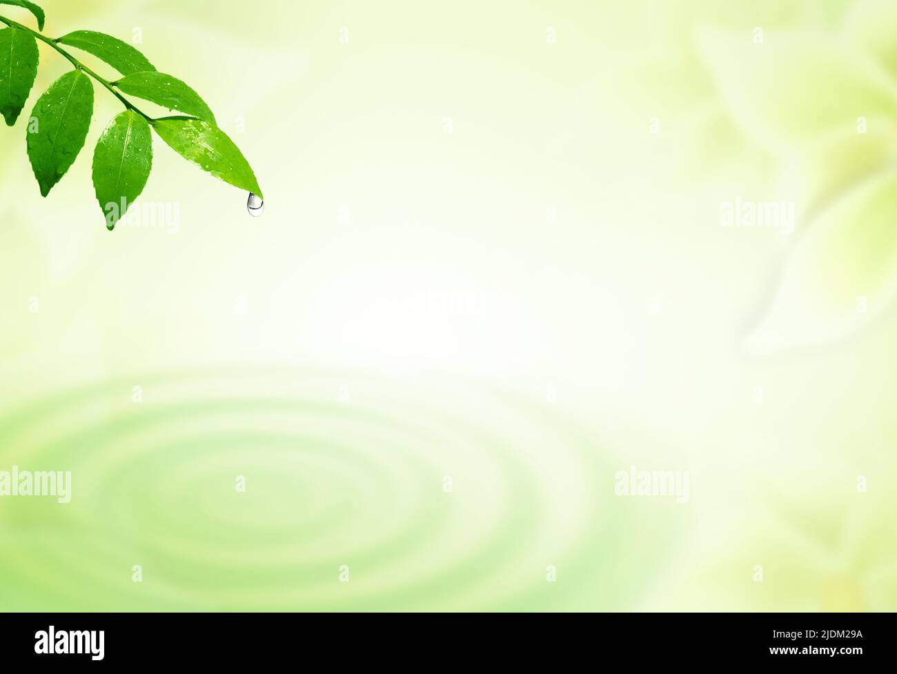 Leaves and water drop with nature background Stock Photo - Alamy