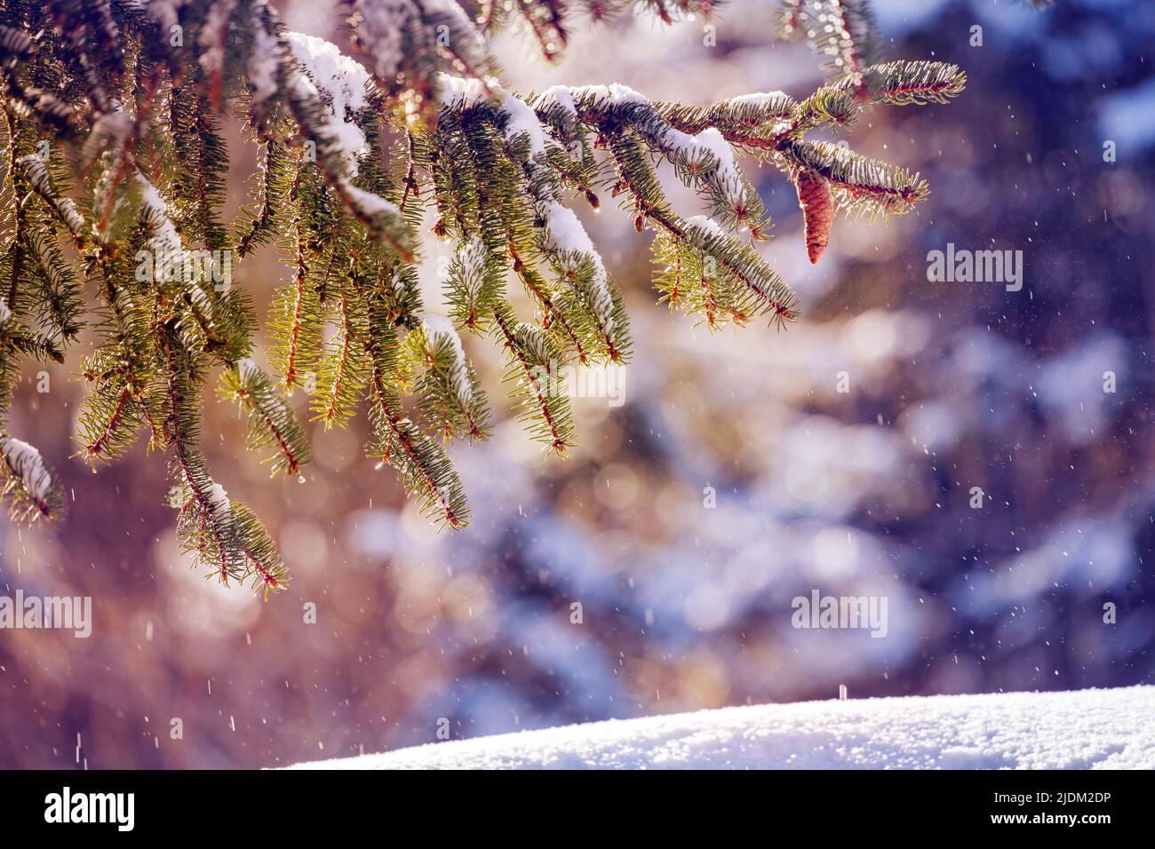 Snow covered fir branch with cone forest and snowdrift Stock Photo - Alamy