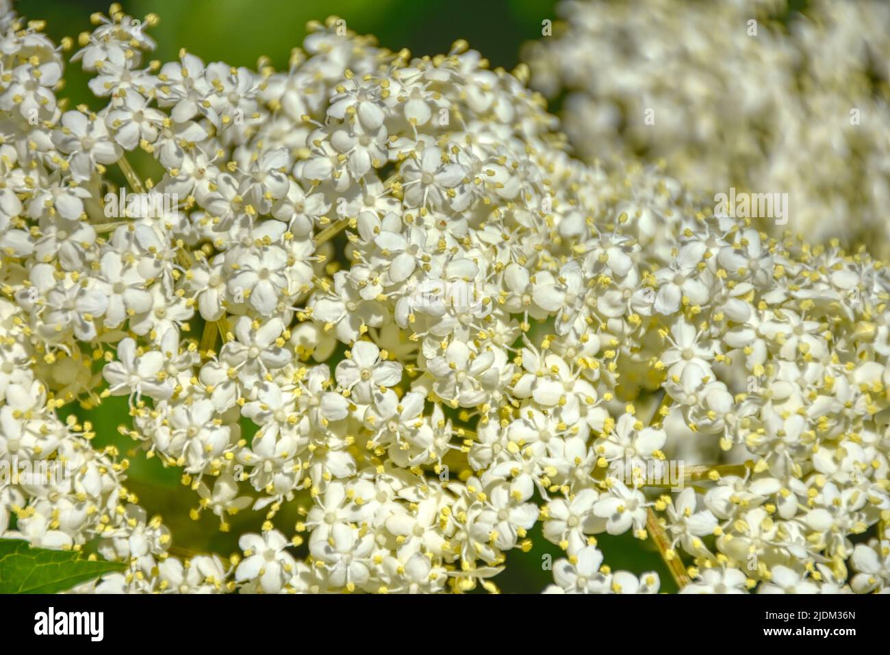 Holunder, Holunderblüte, Frühling, Moschuskrautgewächs, Busch, Strauch