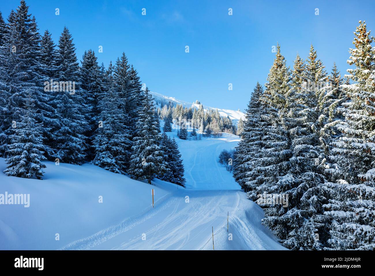 Ski track through snow covered fir forest after heavy snowfall o Stock Photo
