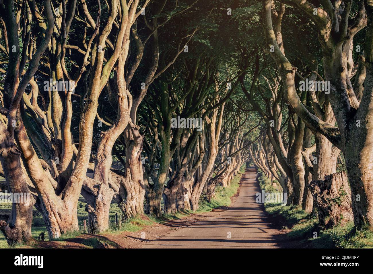 Morning sunlight in beech alley The Dark Hedges, County Antrim in Northern Ireland, UK Stock Photo