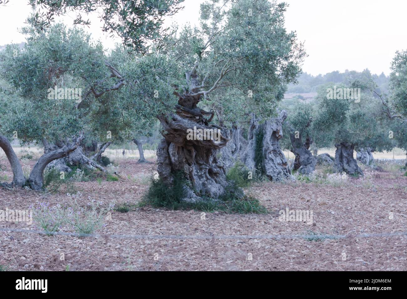 Olive trees in a row. Olive tree plantation in Mallorca in Spain. Stock Photo
