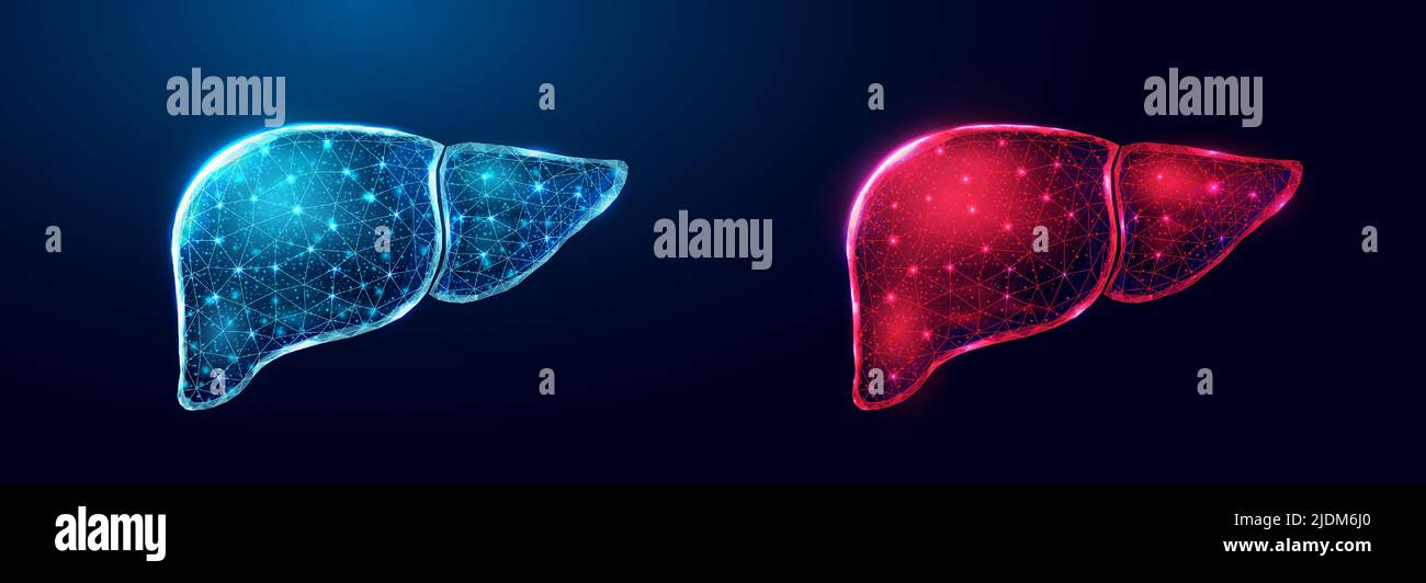 Human liver. Wireframe low poly style. Concept for medical, treatment ...