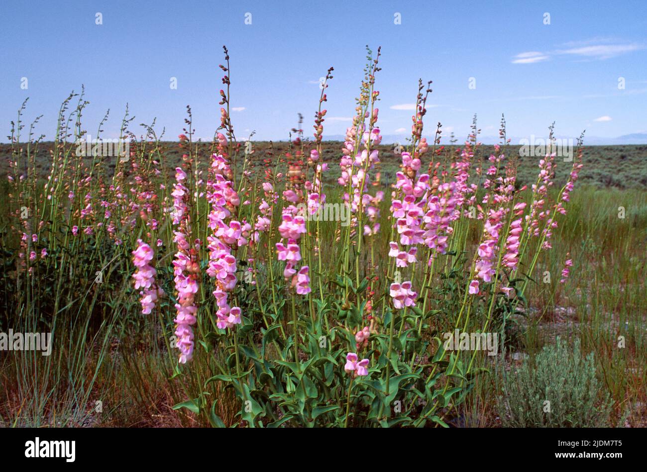 Foxglove wildflowers, Digitalis Purpurea and sagebrush  growing by the side of the road in Dubois Idaho, Big Sky Country, view Rocky Mountains, USA Stock Photo