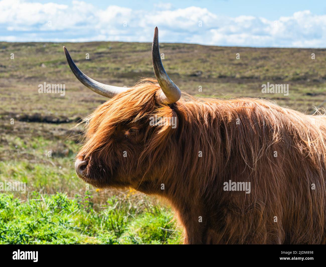 Highland Cattle,Scottish Highlands Stock Photo - Alamy