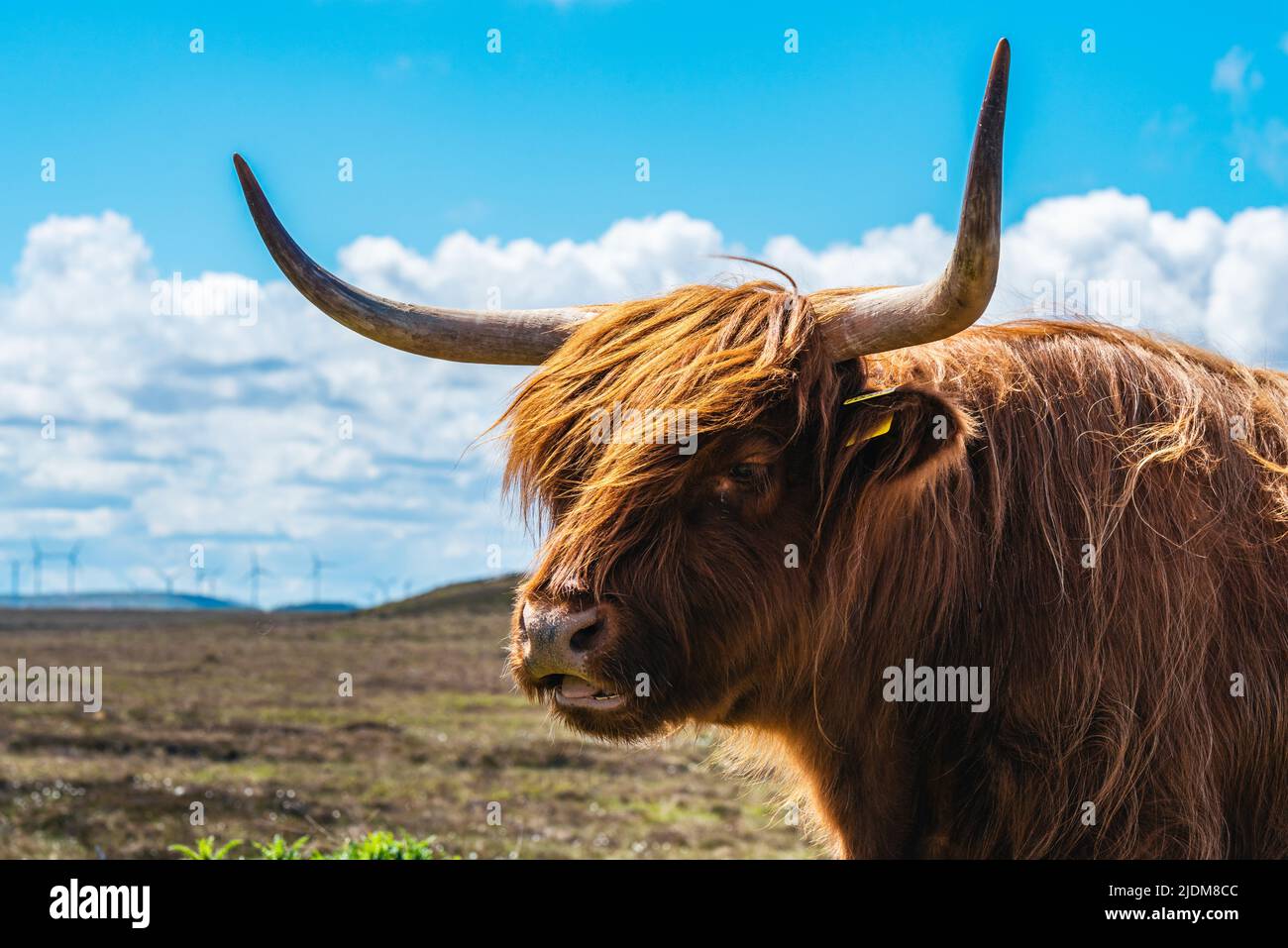 Highland Cattle,Scottish Highlands Stock Photo