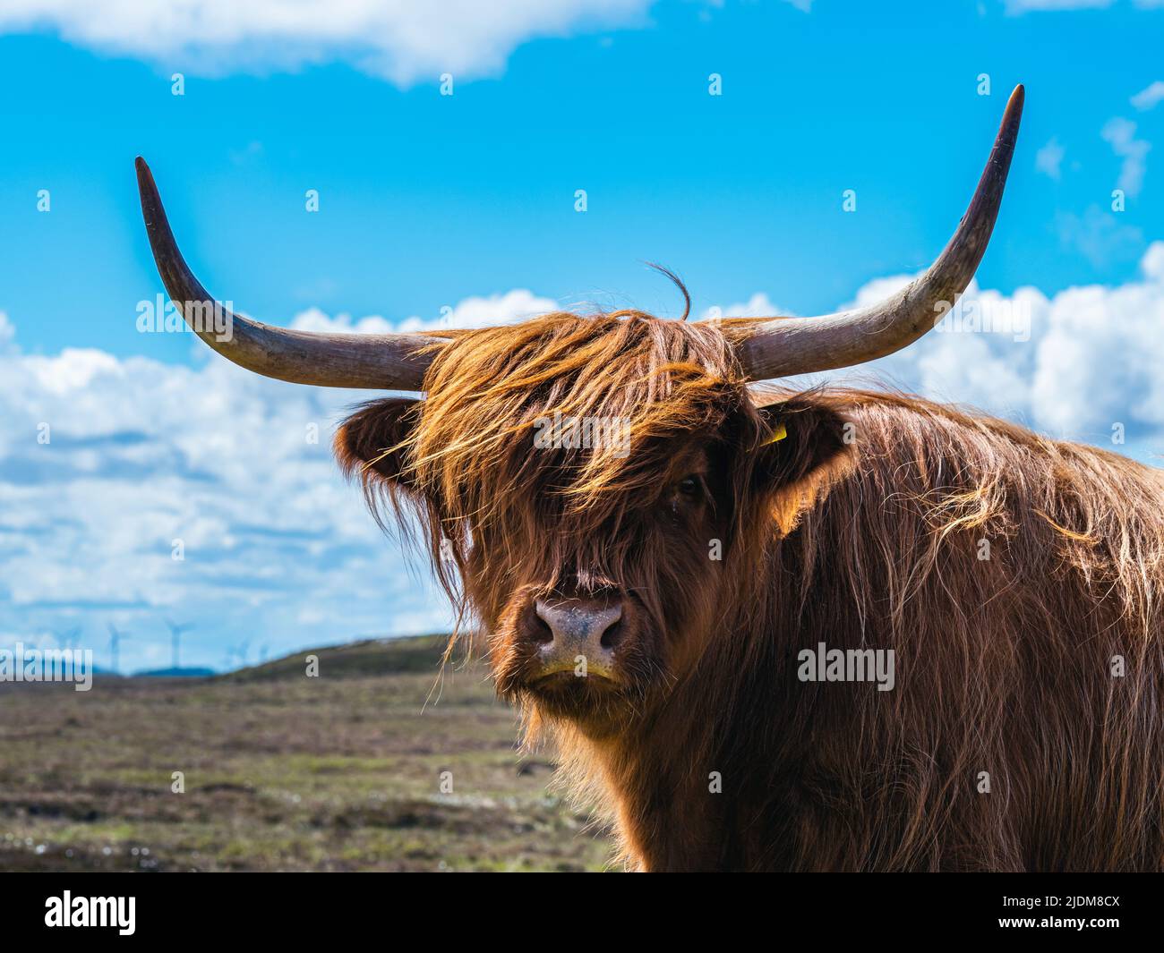Highland Cattle,Scottish Highlands Stock Photo