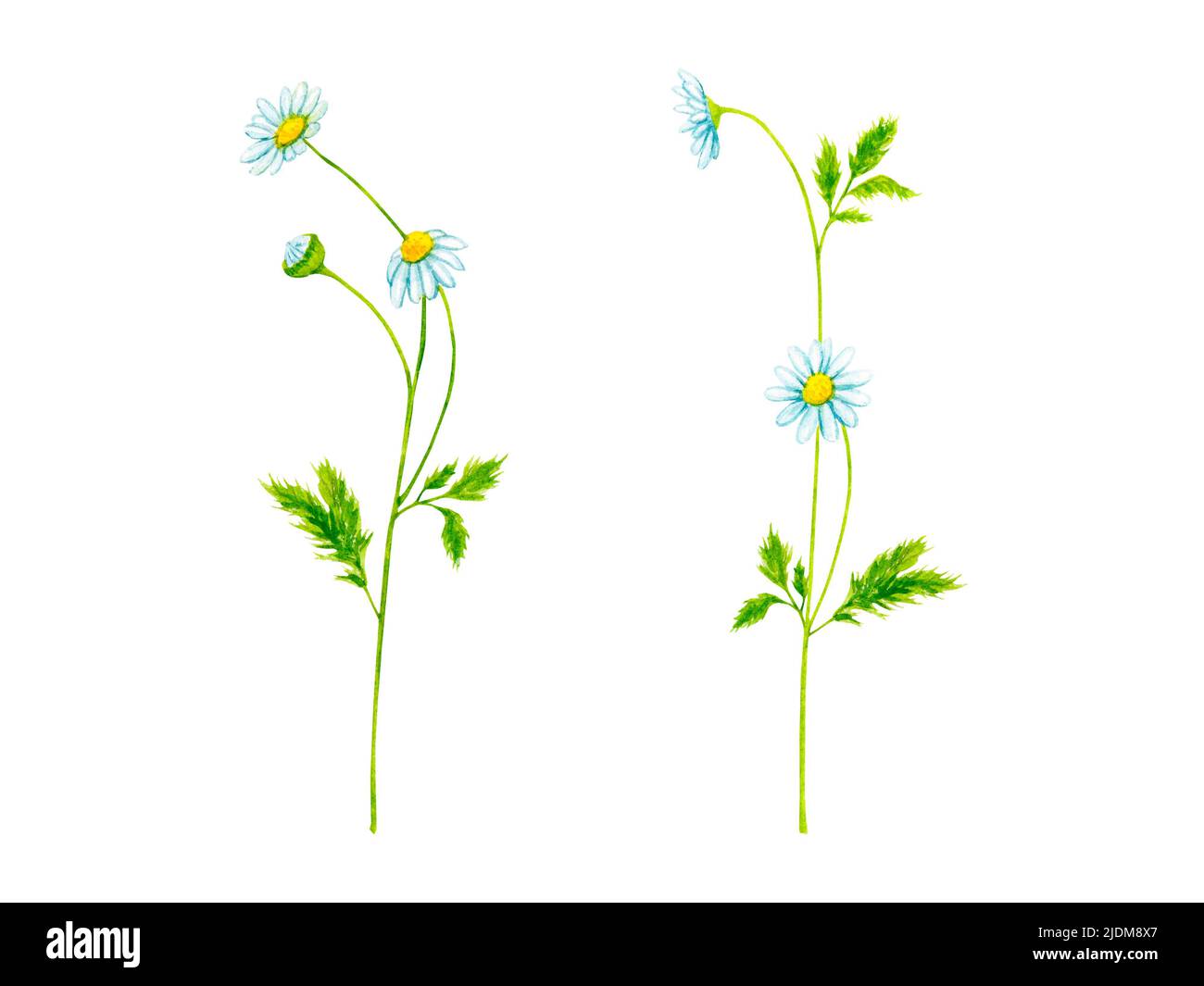 Chamomile. Wildflowers. Hand-drawn watercolor clipart set. Design elements for cards, invitations, posters, fabric prints, patterns. Stock Photo