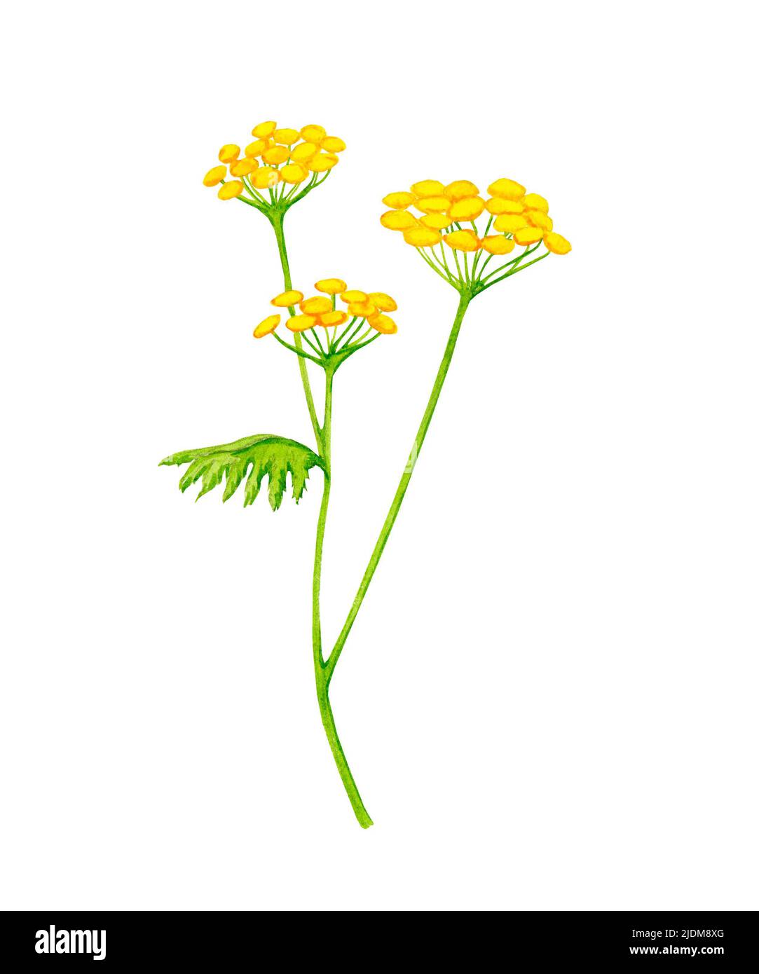 Tansy. Yellow field flowers. Hand-drawn watercolor clipart. Design elements for cards, invitations, posters, fabric prints, patterns. Stock Photo