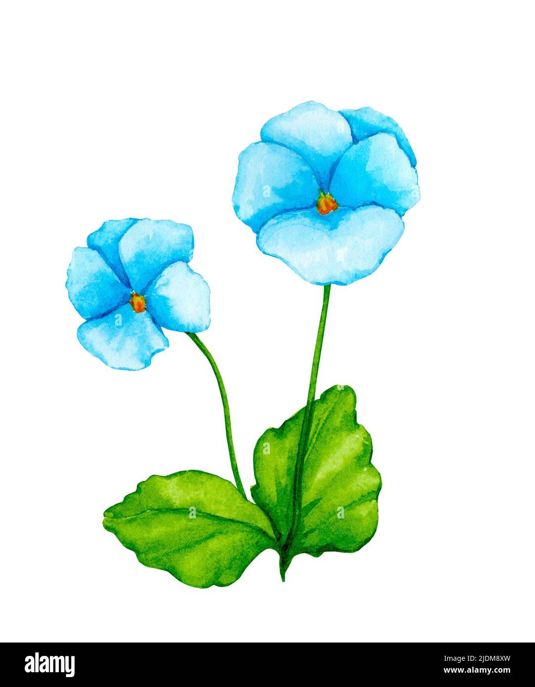 Pansy flower. Hand-drawn watercolor clipart. Design elements for cards, invitations, posters, fabric prints, patterns. Stock Photo
