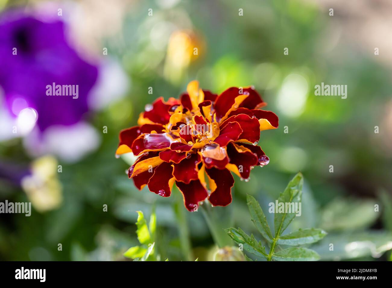 Tagetes patula, French Marigold flower in an English garden, closeup Stock Photo