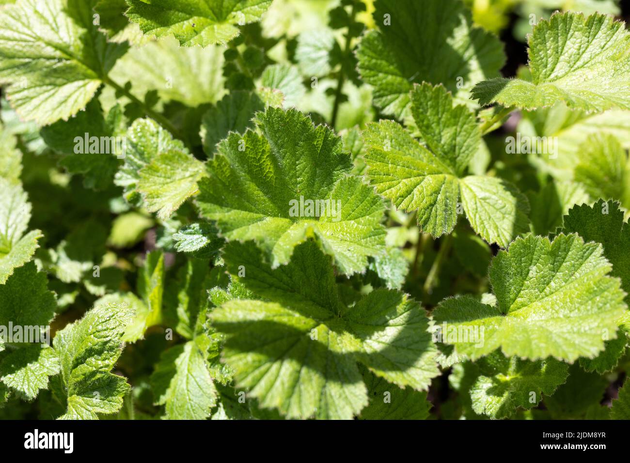 Closeup of the green leaves of the Geum 'Prince of Orange' plant Stock Photo
