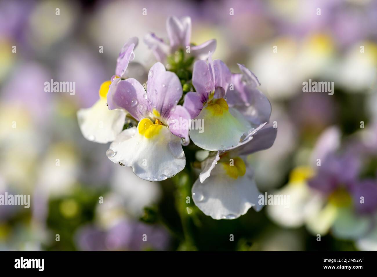 Nemesia 'Easter Bonnet' flowers closeup Stock Photo