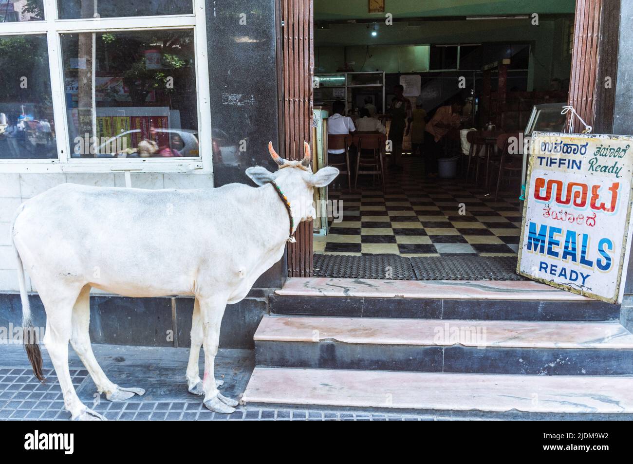 Mysore, Karnataka, India : A white calf peeks inside a restaurant in central Mysore. Stock Photo