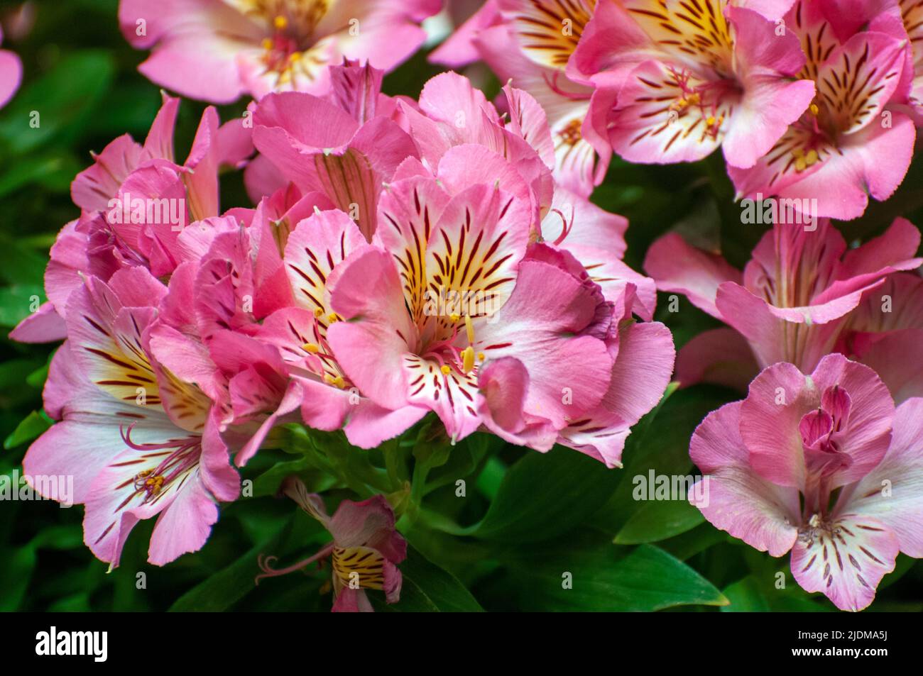 Pink Alstroemeria Cultivar commonly called the Peruvian lily or lily of the Incas, is a genus of flowering plants in the family Alstroemeriaceae. They Stock Photo