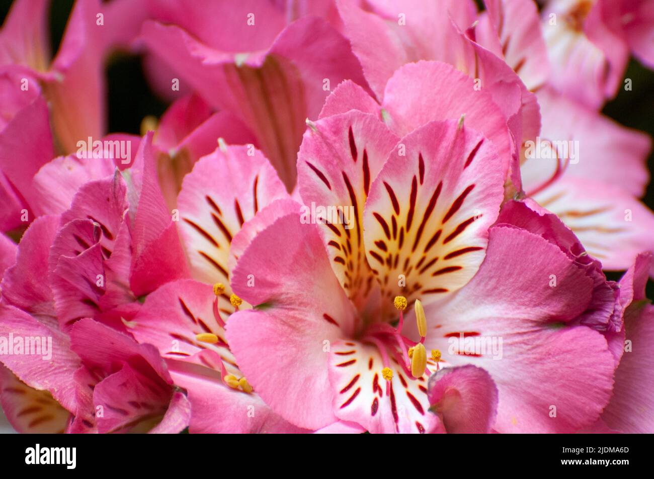 Pink Alstroemeria Cultivar commonly called the Peruvian lily or lily of the Incas, is a genus of flowering plants in the family Alstroemeriaceae. They Stock Photo