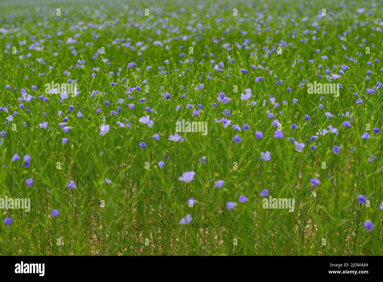 Green field of blue flax flowers Stock Photo