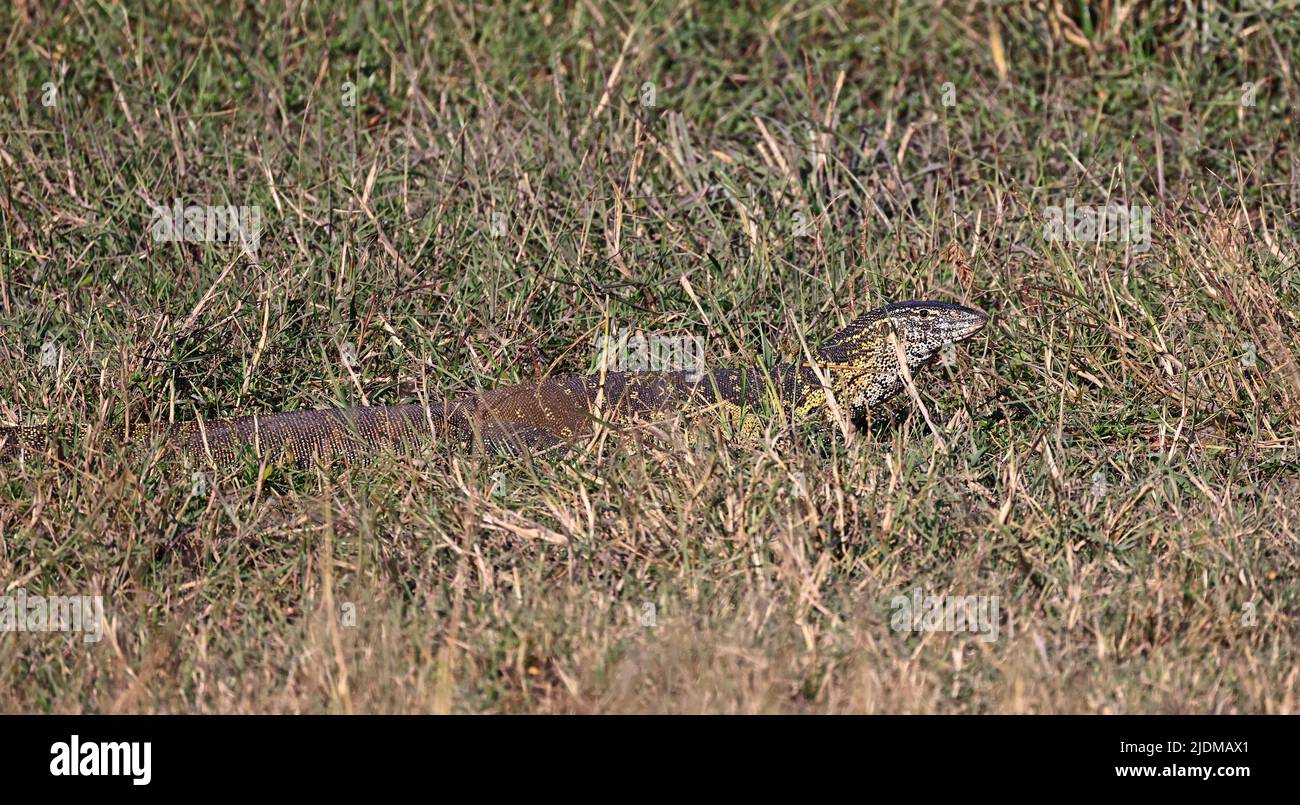 Water Monitor Lizard at Moremi Botswana Stock Photo Alamy