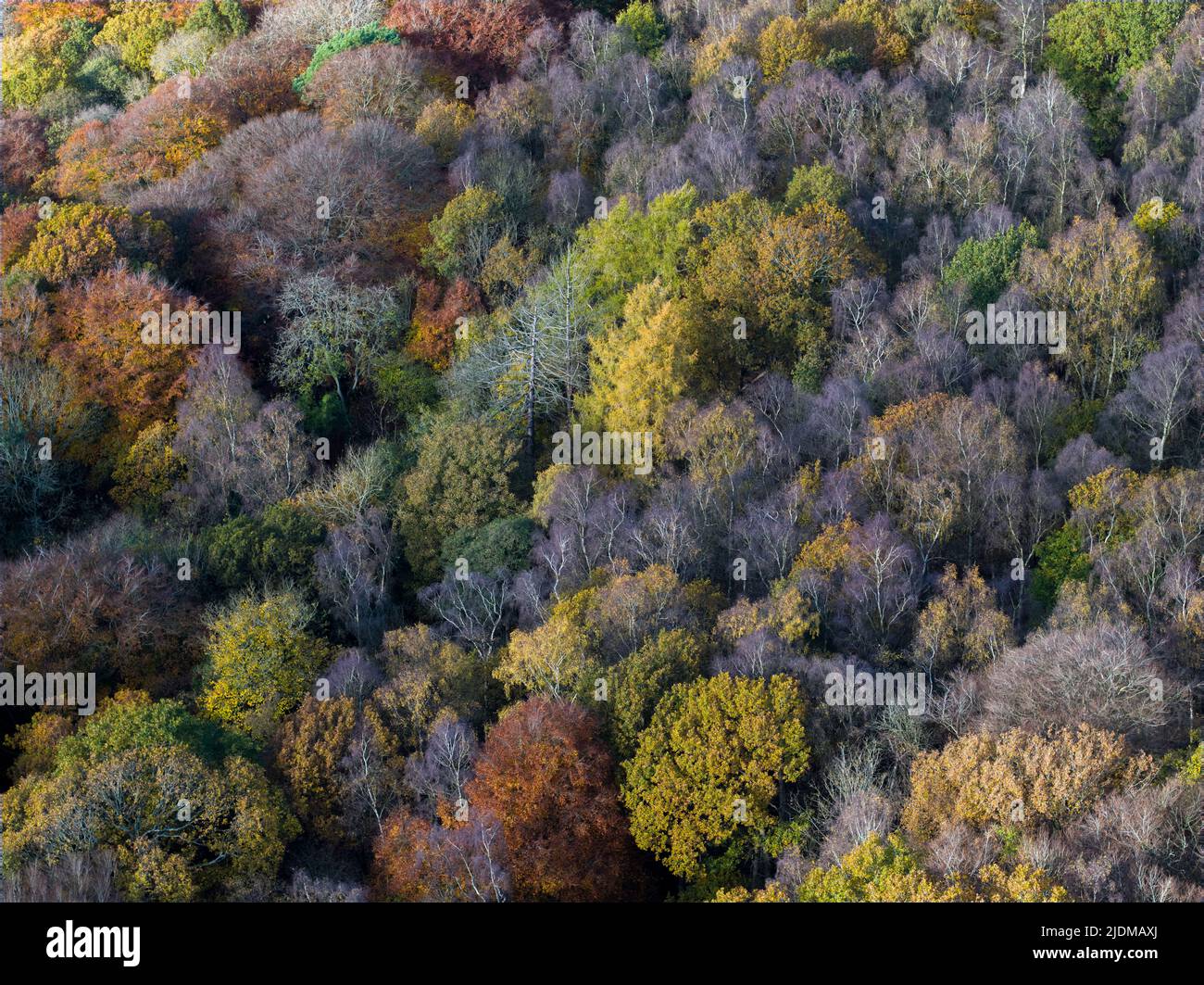 Aerial view of tree tops in various stage of colour though Autumn Stock Photo