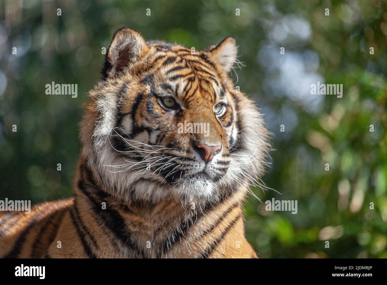 Close-up of a Sumatran Tiger (Panthera tigris sumatrae). Stock Photo