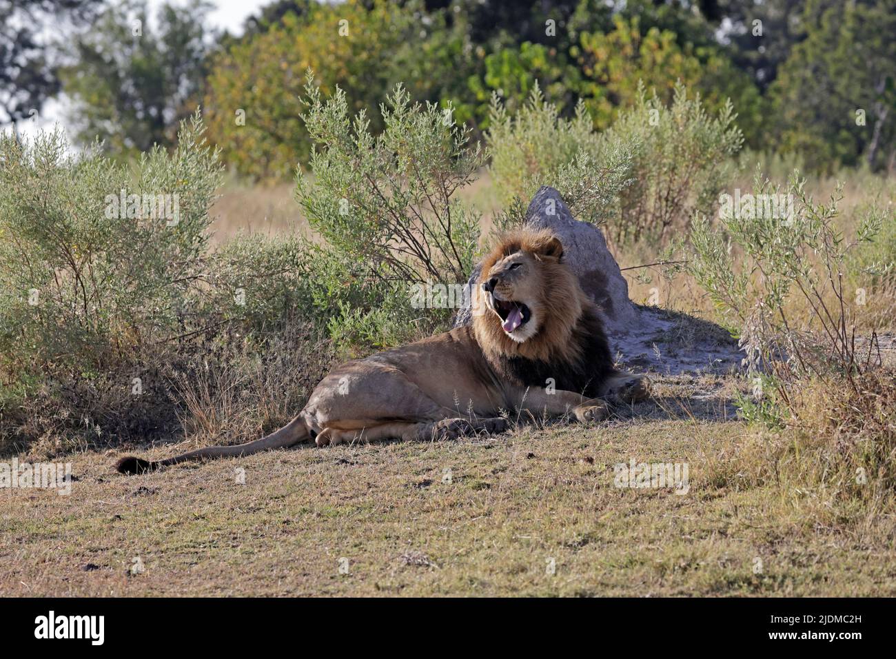 Male Lion at Moremi Botswana Stock Photo