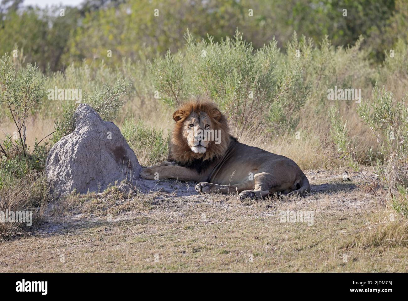 Male Lion at Moremi Botswana Stock Photo