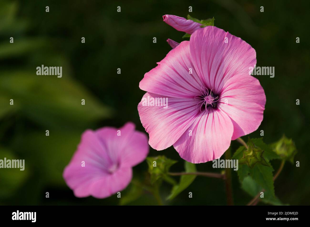 petals of pink lavatera flowers in garden Stock Photo
