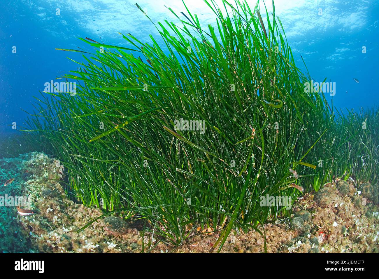 Seagrass meadow (Posidonia Oceanica), South France, France, Mediterranean sea Stock Photo