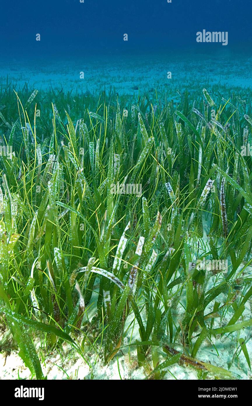 Turtle grass (Thalassia testudinum), most common seagrass in the Caribbean, Bahamas, Caribbean Stock Photo