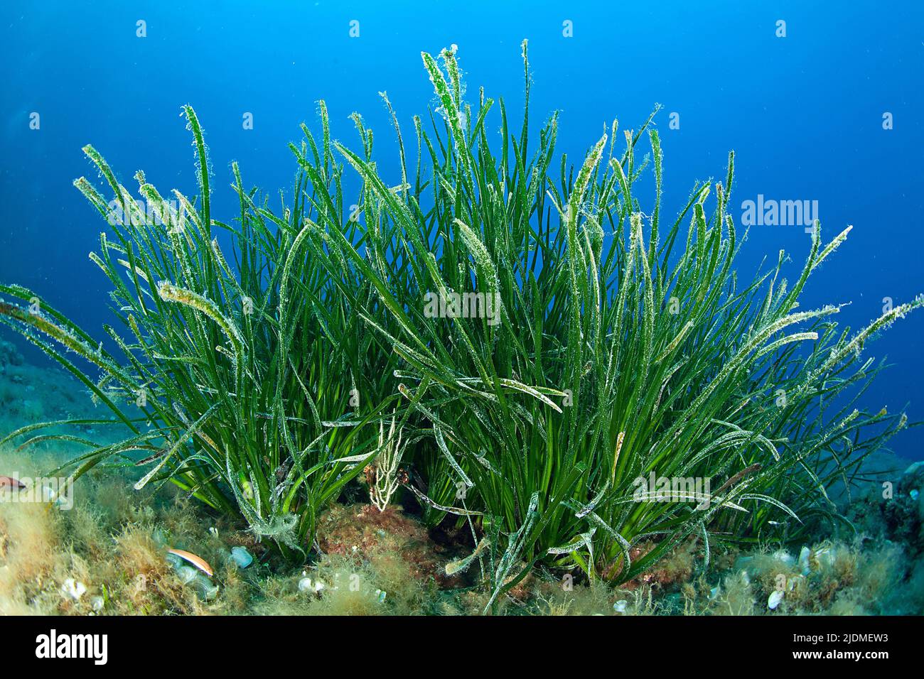 Seagrass meadow (Posidonia Oceanica), South France, France, Mediterranean sea Stock Photo