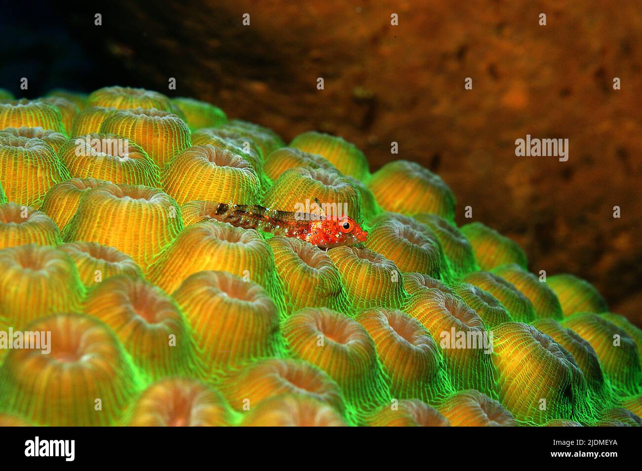Lofty Triplefin Blenny (Enneanectes altivelis), on a Boulder Star coral, Great Star coral (Montastrea sp.), Grand Cayman, Cayman islands, Caribbean Stock Photo